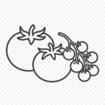 fresh a tomatinica